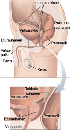 Eturauhanen ja sen lähiympäristön elimet.