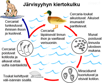 järvisyyhyn kiertokulku