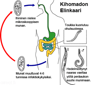 Kihomadon elinkaari