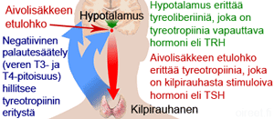 Kilpirauhanen ja sen erittämät hormonit.